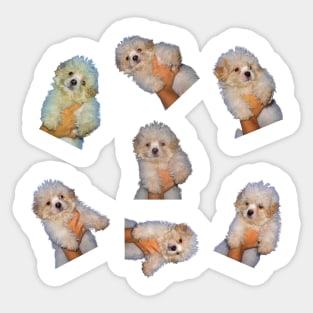 Shih Tzu Puppy Stickers Sticker